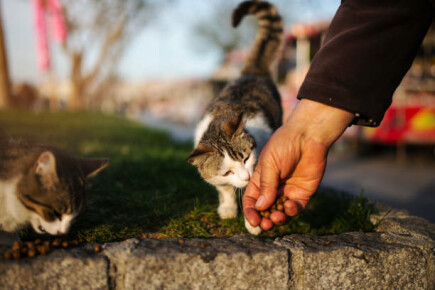 Artigos - Cães e gatos abandonados precisam de nós! 6 motivos para doar para campanhas em prol de animais abandonados!