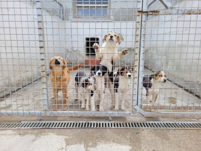Artikler - Hvad er forskellene på et privat hundehjem og et offentligt?