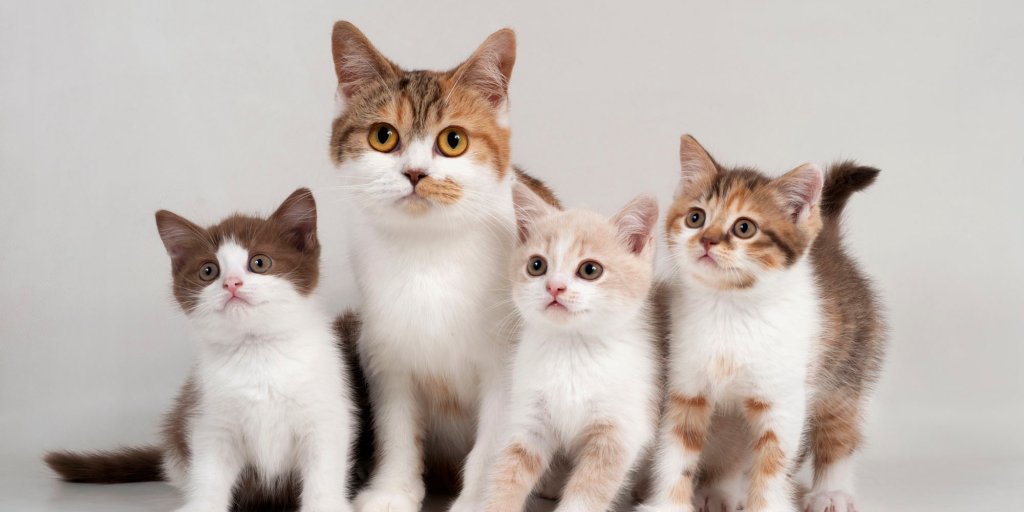 Статті - Скільки коштує догляд за котом? Краудфандинг для котів.