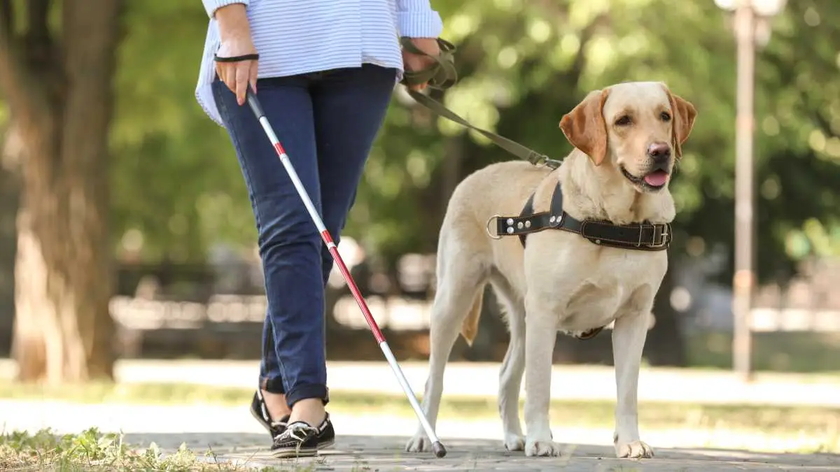 Artikler - Bedste praksis for køb af en førerhund gennem en fundraisingkampagne