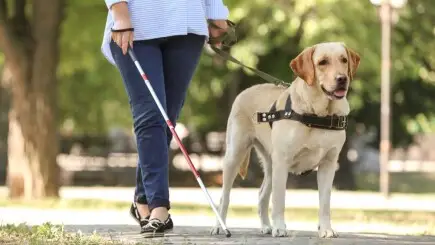 Artikler - Bedste praksis for køb af en førerhund gennem en fundraisingkampagne