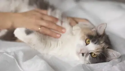 Artigos - Combatendo o câncer em gatos: estratégias de tratamento e criação de uma campanha de crowdfunding bem-sucedida