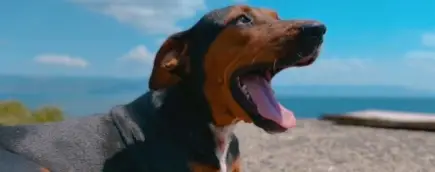 köpek barınağına yardım et - Onaylanmış ödeme