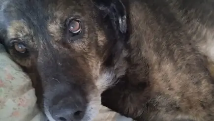 Help and support homeless animals in Cyprus - Approved repayment