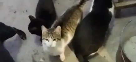 Molimo vas, pomizite našoj deci / Çocuklarımız için lutfen yardım! - Onaylanmış ödeme