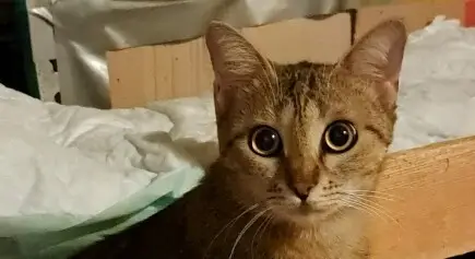 ДА СПАСИМ ЖИВОТА НА КОТЕ ТИГИ - Одобрено изплащане