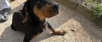 Helping Save A Bo’s Life - Approved repayment