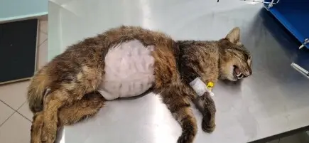 Живот за Спас - Одобрено изплащане