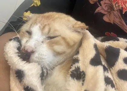 Help Save Sparky - Approved repayment