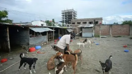 Rescue & Shelter for Stray Dogs in Bangladesh