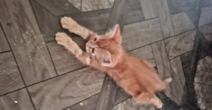 Să ajutăm animalele - Alti pui abandonați