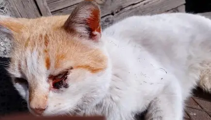 Да помогнем на Бел да живее нормално