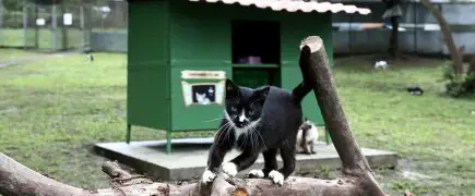Construção da Cidade dos Animais. - Dando os primeiros passos