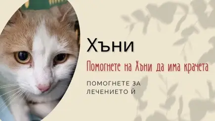 ❤️? Коледно чудо за котенцето Хъни - ? Кампанията за коте Хъни приключи успешно.